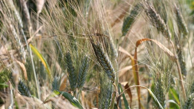 whiskey barley field